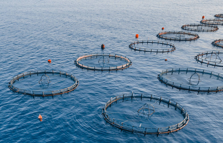 Feed Grinding for Aquaculture: Why Fineness Is Critical
